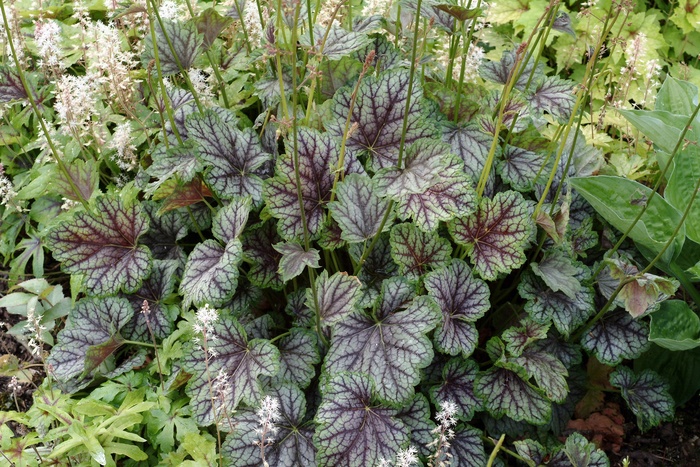 Coral Bells - Heuchera americana 'Green Spice' from EC Browns Nursery