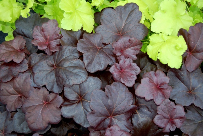 Coral Bells - Heuchera 'Obsidian' from EC Browns Nursery