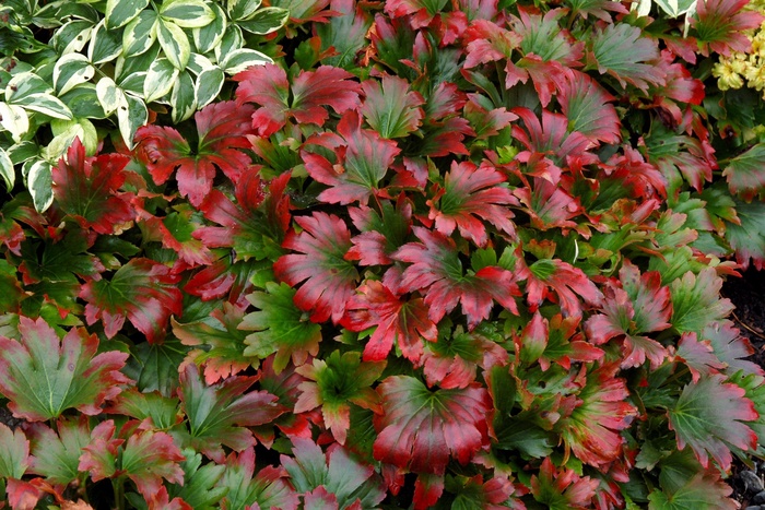 Crimson Fans Mukdenia - Mukdenia rossii 'Crimson Fans' from EC Browns Nursery