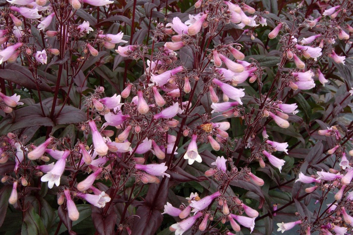 'Dark Towers' - Penstemon from EC Browns Nursery