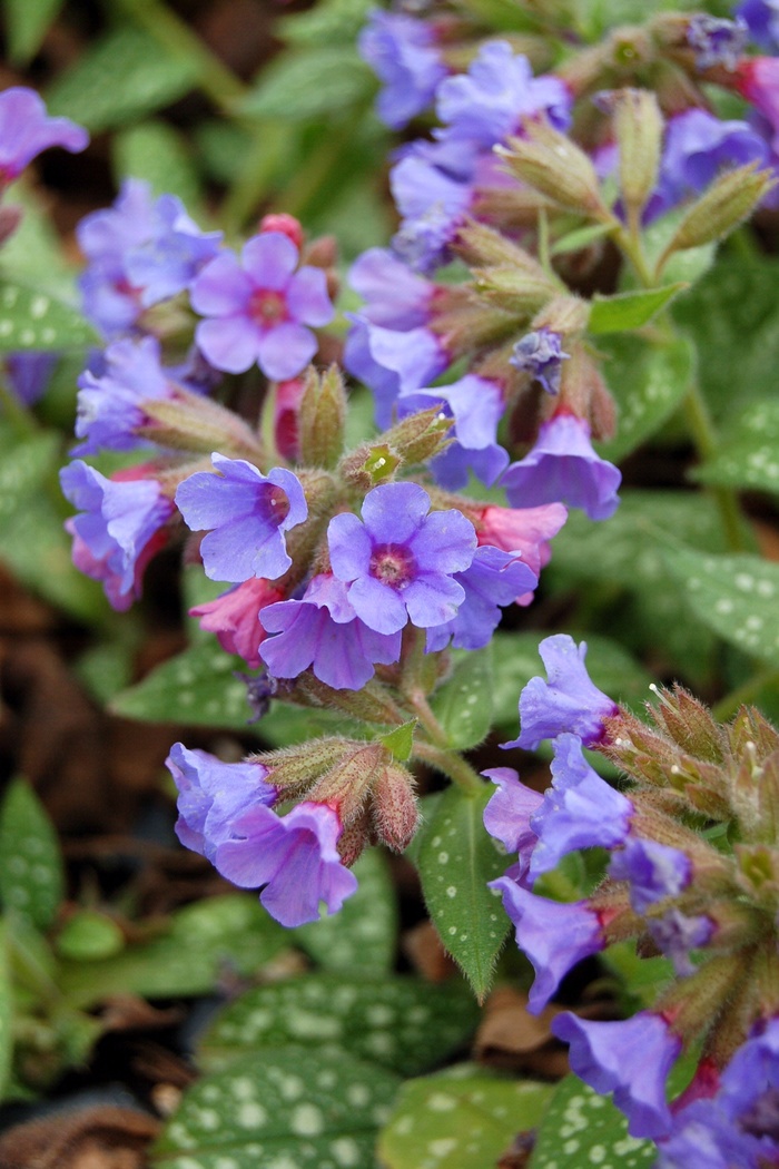 Lungwort - Pulmonaria 'Trevi Fountain' from EC Browns Nursery