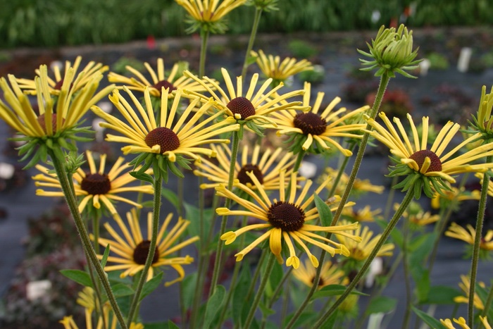 'Henry Eilers' - Rudbeckia subtomentosa from EC Browns Nursery