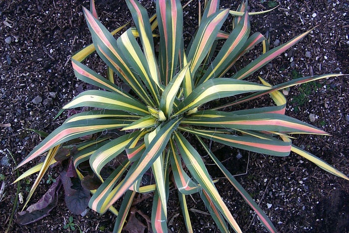 Adam's Needle - Yucca filamentosa 'Color Guard' from EC Browns Nursery