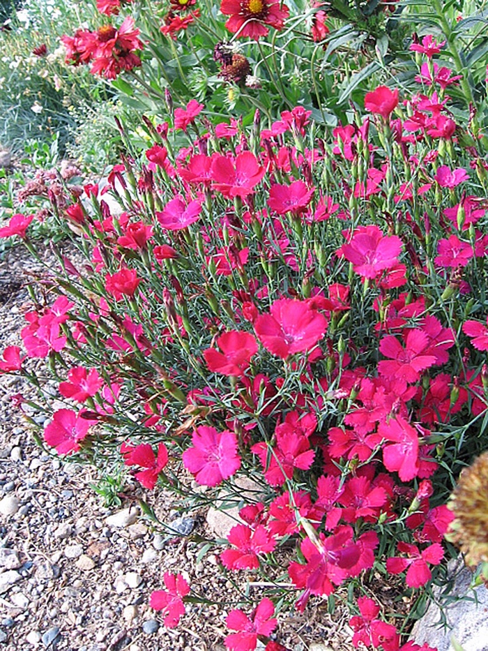 Maiden Pinks - Dianthus deltoides ''Zing Rose'' from EC Browns Nursery