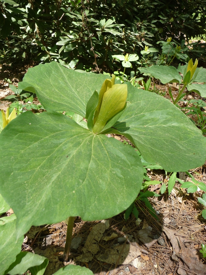 Yellow Trillium - Trillium luteum from EC Browns Nursery