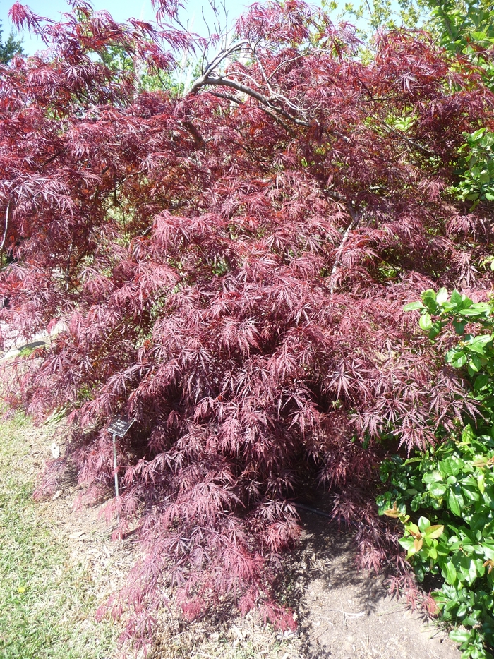 Japanese Maple - Acer palmatum 'Tamukeyama' from EC Browns Nursery
