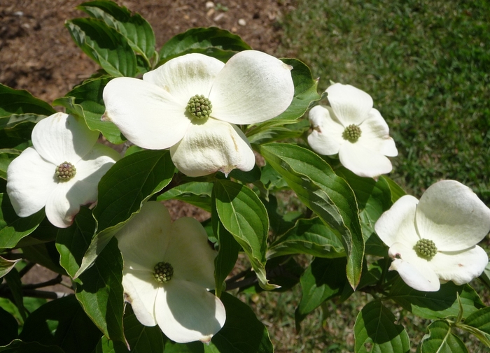 Chinese Dogwood or Kousa Dogwood - Cornus kousa from EC Browns Nursery