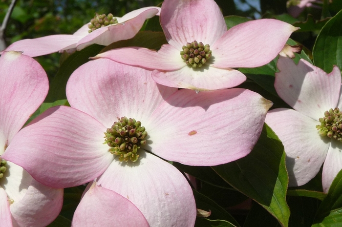 Stellar Pink&trade; Dogwood - Cornus x 'Stellar Pink&trade;' from EC Browns Nursery