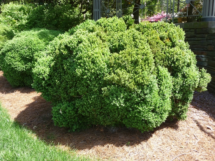 Green Velvet Boxwood - Buxus 'Green Velvet' from EC Browns Nursery