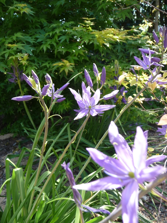 Camassia, Quamash - Camassia quamash from EC Browns Nursery