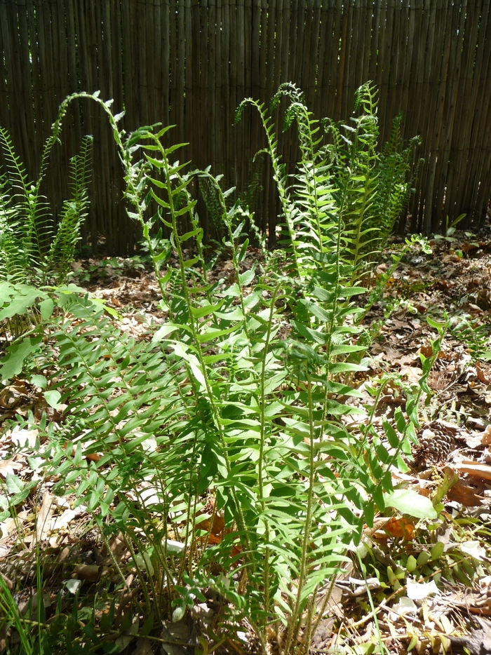 Christmas Fern - Polystichum acrostichoides from EC Browns Nursery