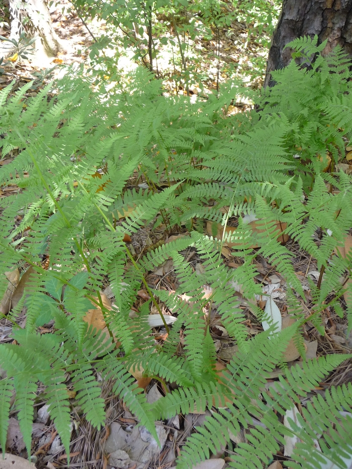 Fern Lady - Athyrium filix-femina from EC Browns Nursery