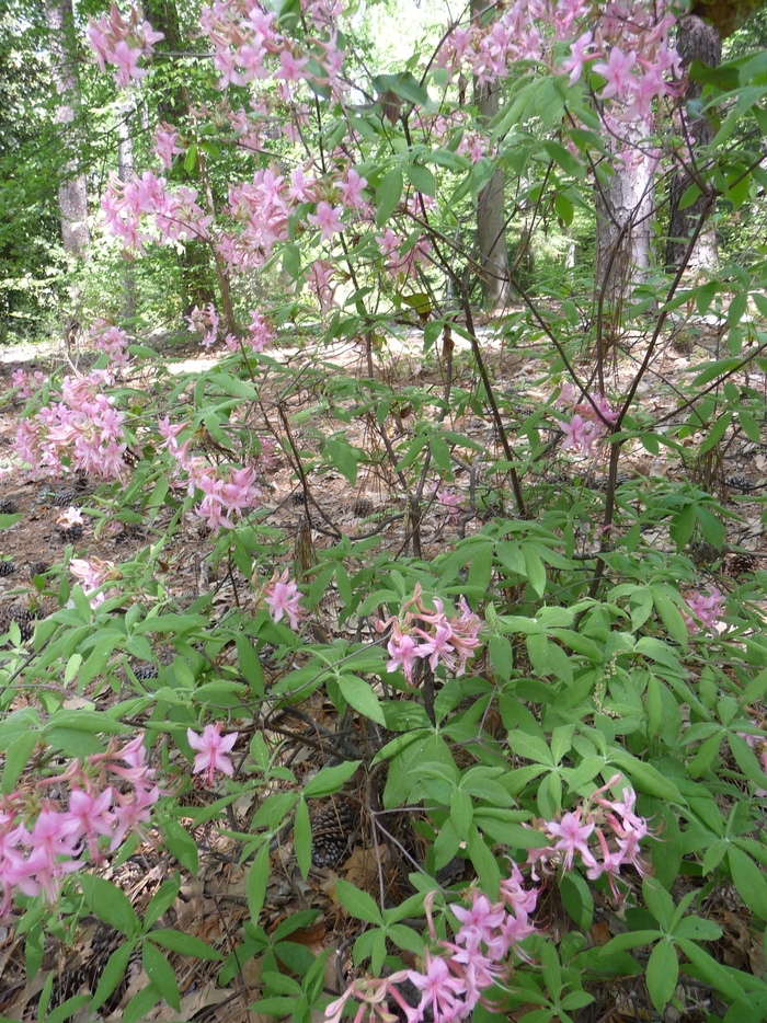 Roseshell Azalea - Rhododendron prinophyllum (roseum) from EC Browns Nursery