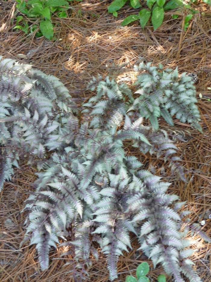 Japanese Painted Fern - Athyrium niponicum 'Pictum' from EC Browns Nursery
