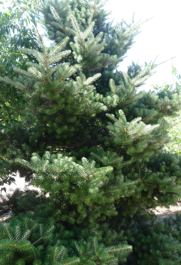 Korean Fir - Abies koreana from EC Browns Nursery