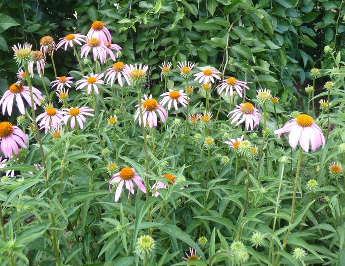 Purple Coneflower - Echinacea purpurea from EC Browns Nursery