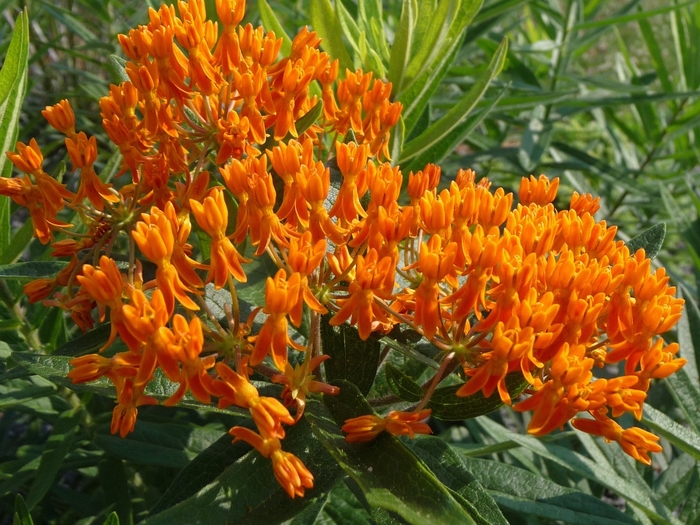 Butterfly Milkweed - Asclepias tuberosa from EC Browns Nursery