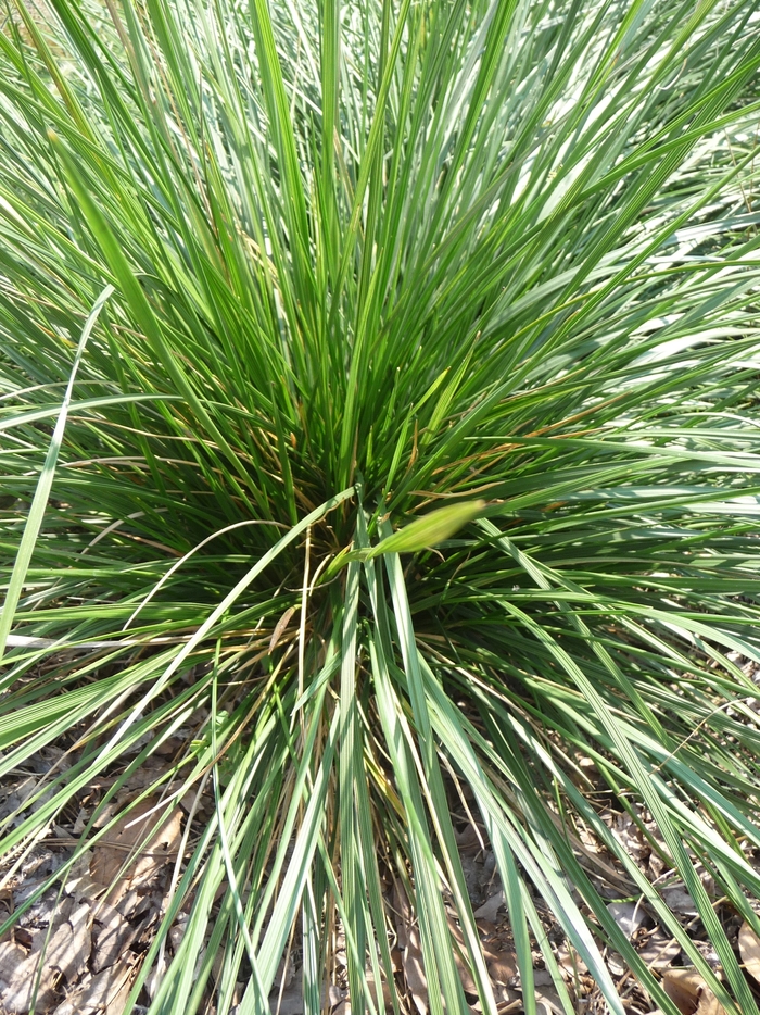 Tufted Hair Grass - Deschampsia cespitosa from EC Browns Nursery