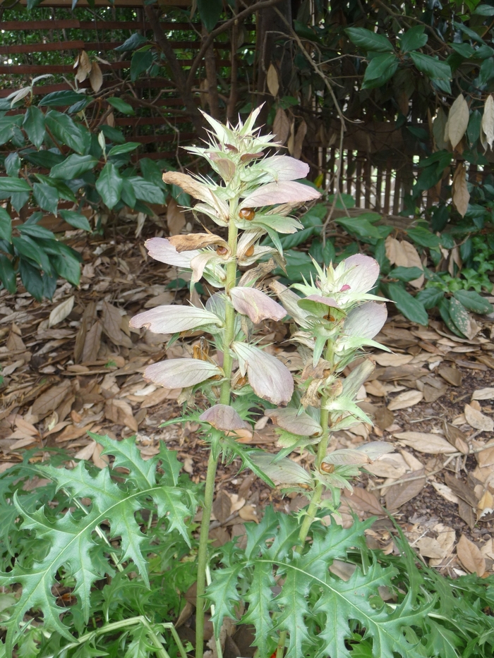 Spiny Bear's Breeches - Acanthus spinosus from EC Browns Nursery