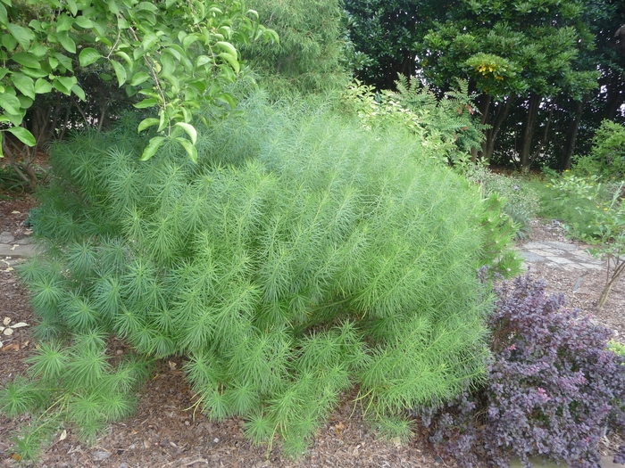 Arkansas Blue Star - Amsonia hubrichtii from EC Browns Nursery