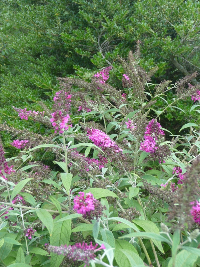 Miss Ruby Butterfly Bush - Buddleia 'Miss Ruby' PP19950, Can 3603 (Butterfly Bush) from EC Browns Nursery