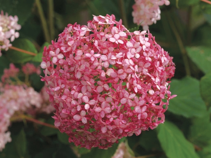 Invincibelle&reg; 'Spirit' - Hydrangea arborescens from EC Browns Nursery
