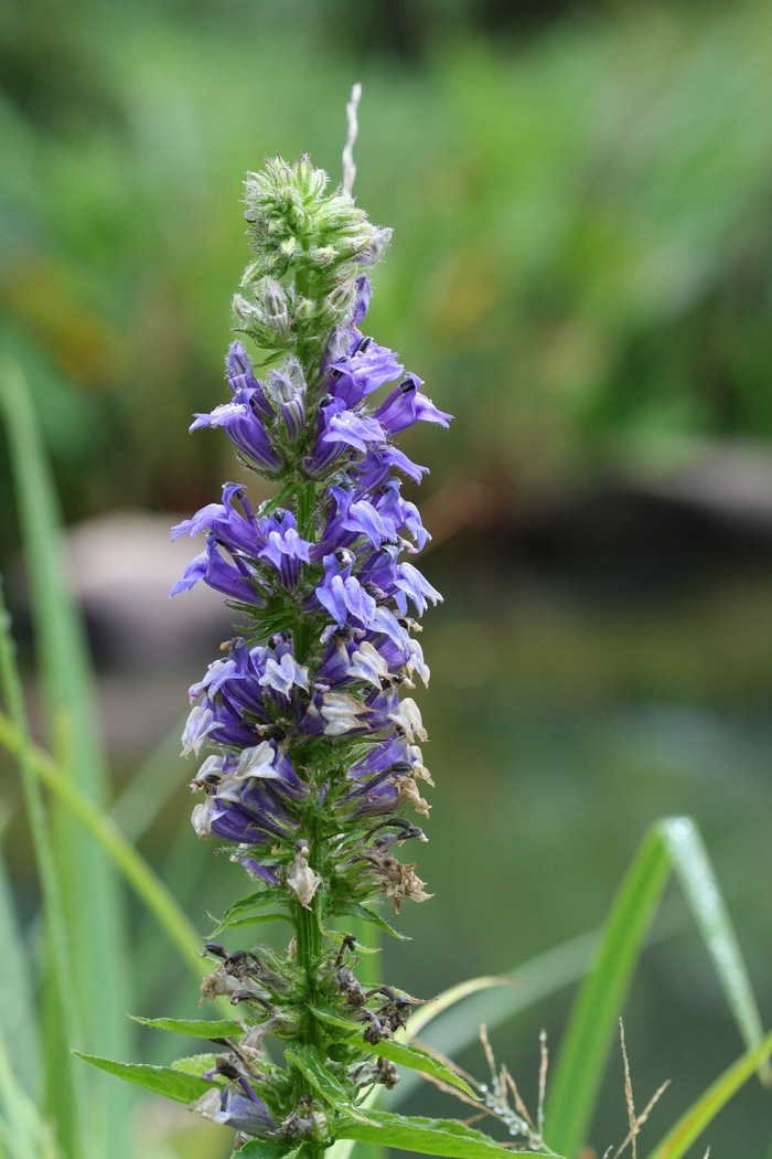 Blue Cardinal Flower - Lobelia siphilitica from EC Browns Nursery