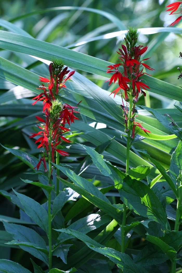 Cardinal Flower - Lobelia cardinalis from EC Browns Nursery