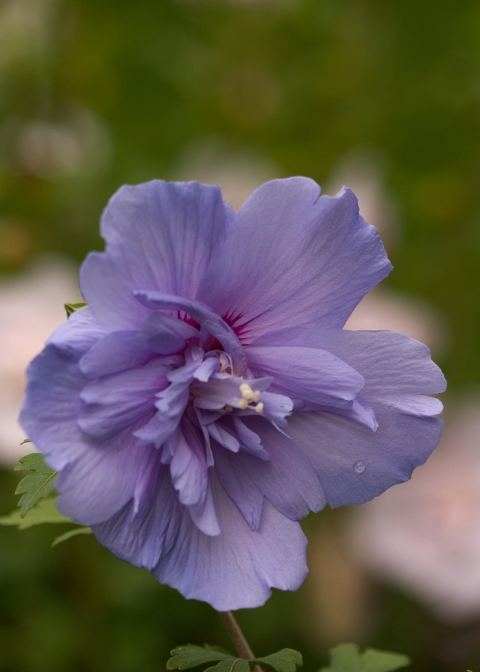 'Blue Chiffon&reg;' Rose of Sharon - Hibiscus syriacus from EC Browns Nursery