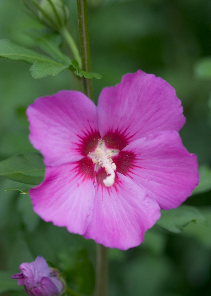 Violet Satin&reg; - Hibiscus syriacus from EC Browns Nursery