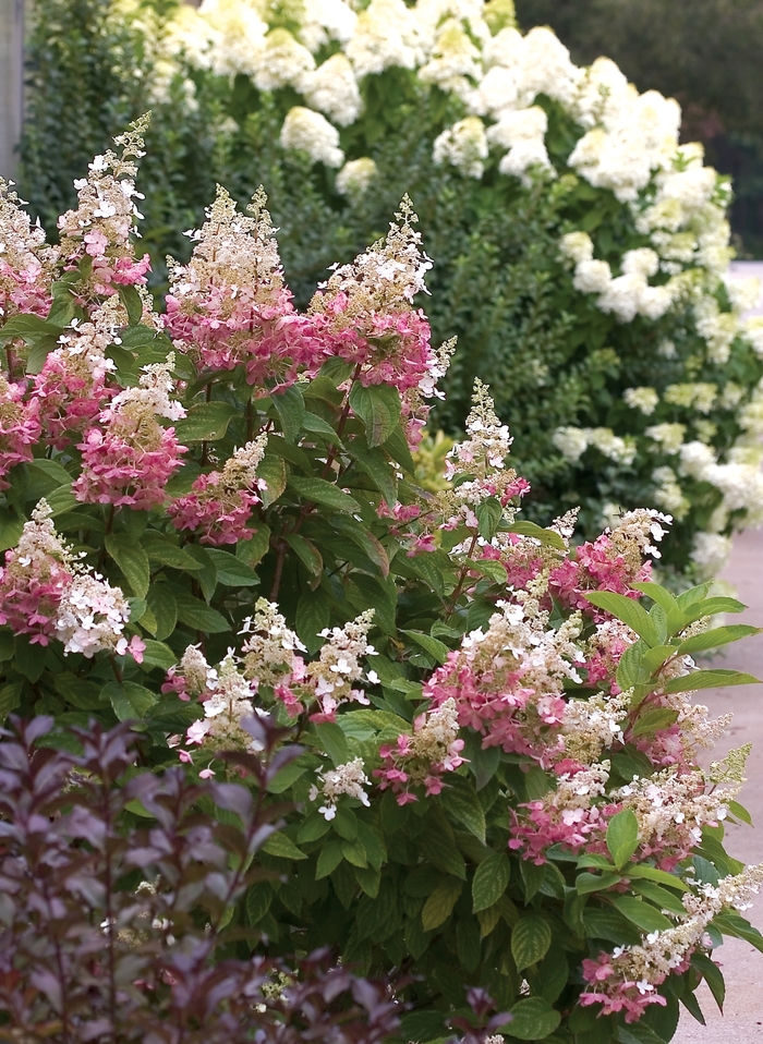 Pinky Winky® - Hydrangea paniculata from EC Browns Nursery