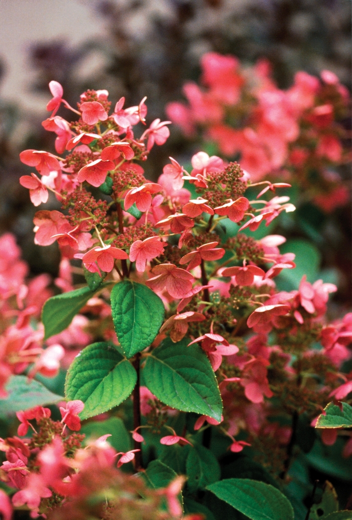 Quick Fire&reg; - Hydrangea paniculata from EC Browns Nursery