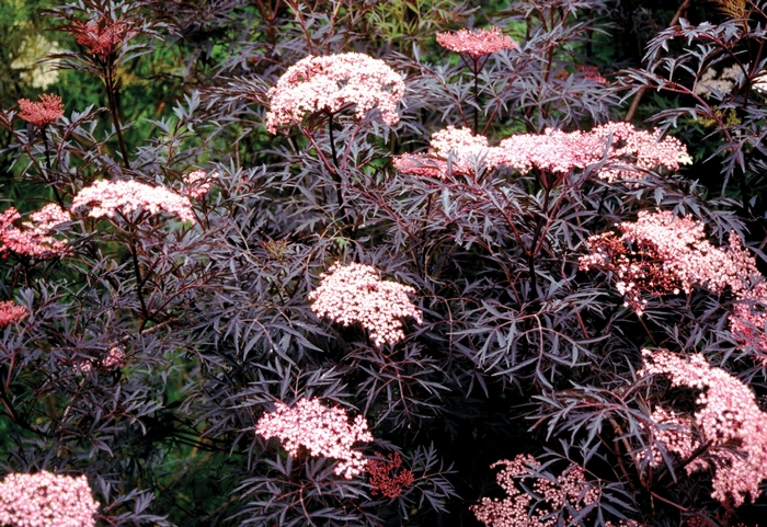 Elderberry - Sambucus nigra 'Black Lace' from EC Browns Nursery