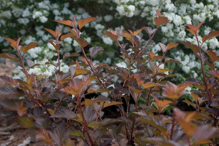 Coppertina&reg; - Physocarpus opulifolius from EC Browns Nursery