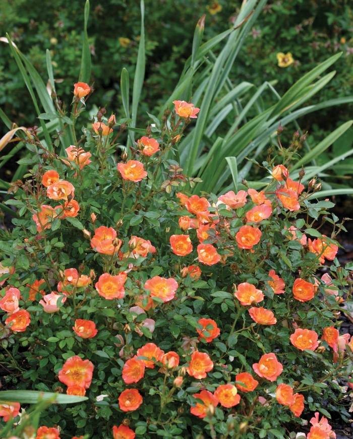 Oso Easy Hot Paprika&reg; - Rosa x 'FARROWRSP' PP30383 from EC Browns Nursery
