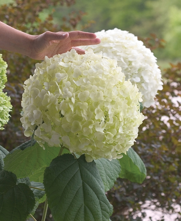 Incrediball&reg; Smooth Hydrangea - Hydrangea arborescens from EC Browns Nursery