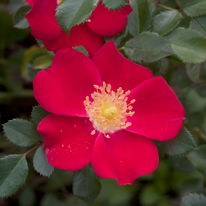 Oso Easy&reg; Cherry Pie - Rosa 'Meiboulka' PP19258, Can 4870 (Rose) from EC Browns Nursery