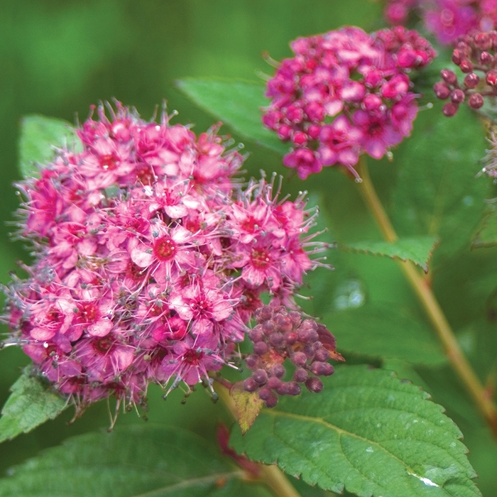 Double Play&reg; Artisan&reg; - Spiraea japonica from EC Browns Nursery
