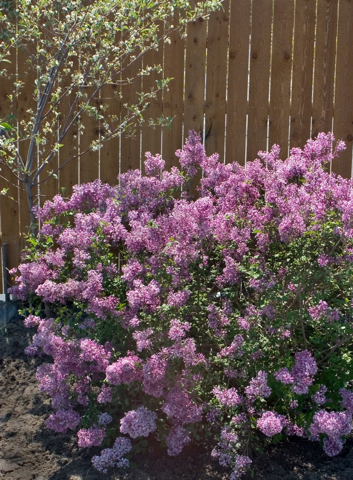 Bloomerang&reg; Purple - Syringa x from EC Browns Nursery