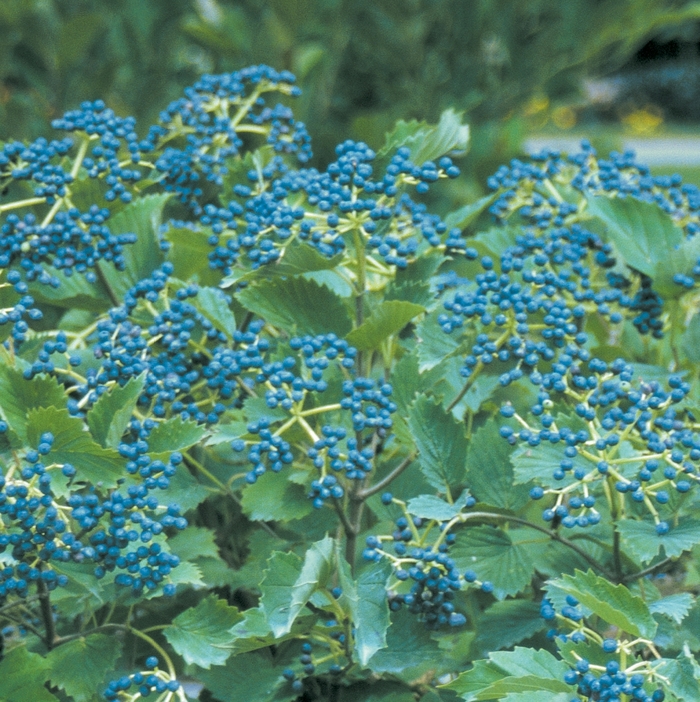 Blue Muffin&reg; - Viburnum dentatum from EC Browns Nursery