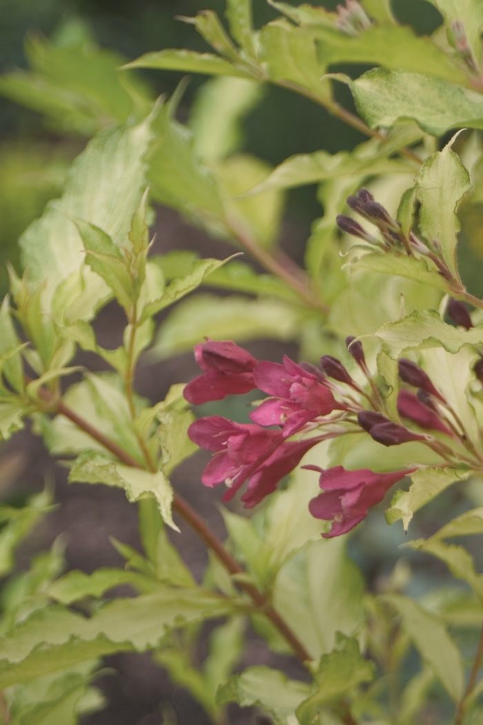 Weigela - Weigela florida 'Sonic Bloom Ghost' from EC Browns Nursery