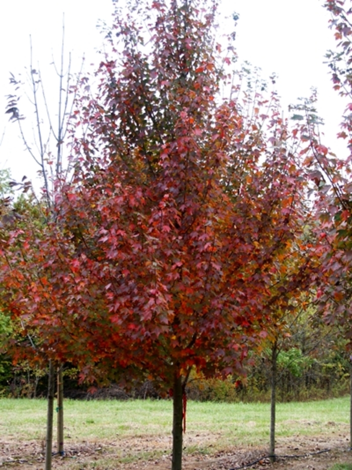 Scarlet Sentinel&trade; Red Maple - Acer rubrum 'Scarsen' from EC Browns Nursery