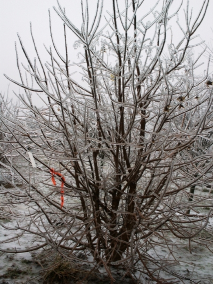 Hedge Maple - Acer campestre from EC Browns Nursery