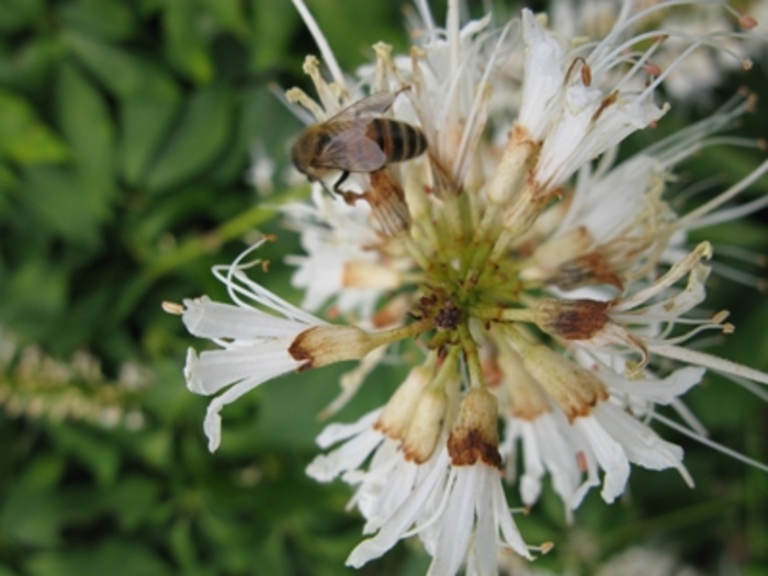 Bottlebrush Buckeye - Aesculus parviflora from EC Browns Nursery