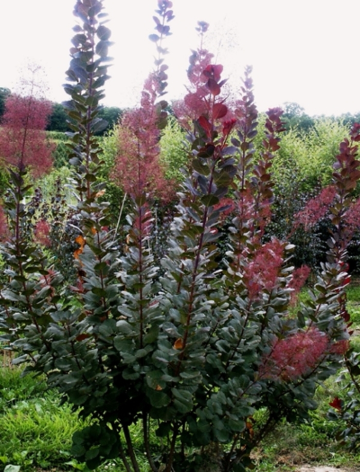  'Grace' - Cotinus x from EC Browns Nursery