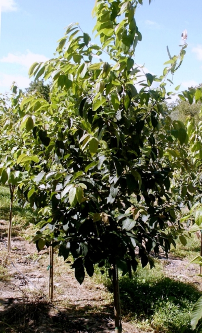 Common Persimmon - Diospyros virginiana from EC Browns Nursery
