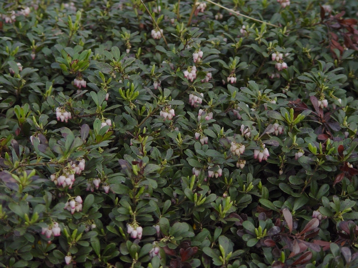 Massachusetts Kinnickkinnick - Arctostaphylos uva-ursi 'Massachusetts' from EC Browns Nursery