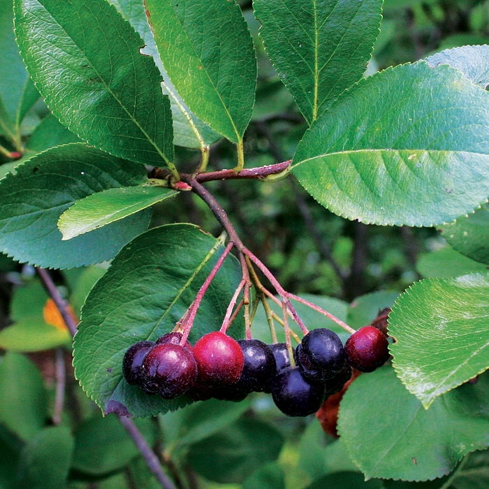 Black Chokeberry - Aronia melanocarpa 'Viking' from EC Browns Nursery