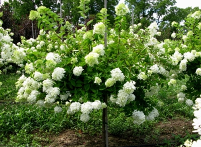 Pee Gee Hydrangea - Hydrangea paniculata ''Grandiflora'' from EC Browns Nursery