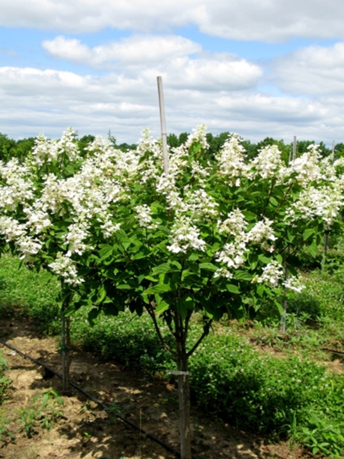 Tardiva Hydrangea - Hydrangea paniculata ''Tardiva'' from EC Browns Nursery